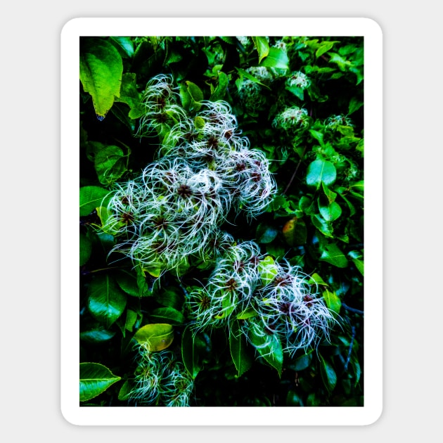 The Entwined Clematis Sticker by PictureNZ